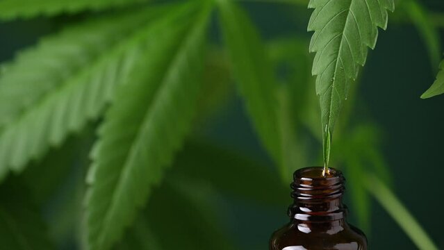 Hemp oil extract dropping from hemp leaf. Cannabis medical herbal extract. Medical CBD oil.