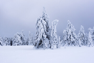 Fototapeta premium Surreal winter scene in the mountains with snow covered and frozen fir trees. Frosty outdoor scene of the mountain valley. Beauty of nature concept background.