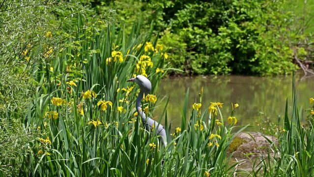 The Blue Crane, Grus paradisea, is an endangered bird specie endemic to Southern Africa. It is the national bird of South Africa