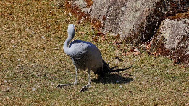 The Blue Crane, Grus paradisea, is an endangered bird specie endemic to Southern Africa. It is the national bird of South Africa
