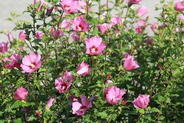 Hibiscus syriacus is one of the common flowering shrubs found in gardens, a species of Hibiscus. 
