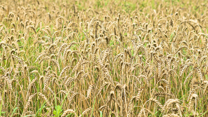 ears of grain crops close-up in summer