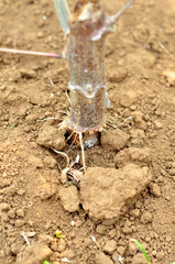 Cassava tree roots in dry soil selective focus