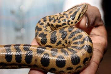 close up of a snake