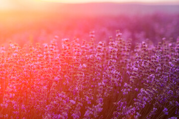 Blooming lavender in a field at sunset in Provence. Fantastic summer mood, floral sunset landscape...