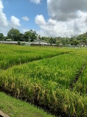 Obraz premium rice field