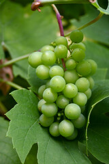 Green grapes for white wine in the vineyard