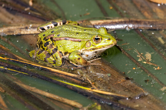 Teichfrosch seitlich in einen T&uuml;mpel