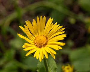 Great Leopard's Bane (Doronicum pardalianches); close-up of flower