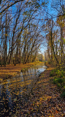 Autumn colors and bare trees in a Dutch park, Alblasserdam, South Holland, Netherlands