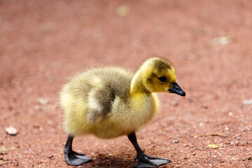Young canadian goose on grass field