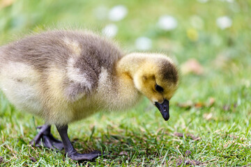 Young canadian goose on grass field