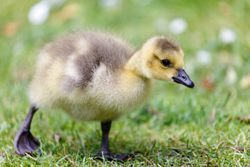 Young canadian goose on grass field