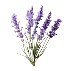 Fototapeten Lavender flowers © Zaleman