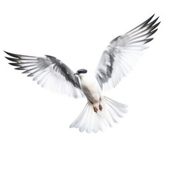 Fototapeta premium Sabines gull bird isolated on white background.