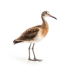 Obraz premium Whimbrel bird isolated on white background.