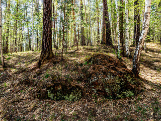 mixed spring forest illuminated by the morning sun