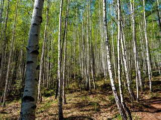 Naklejka premium birch spring forest illuminated by the morning sun