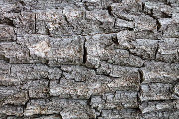 wooden tree trunk background