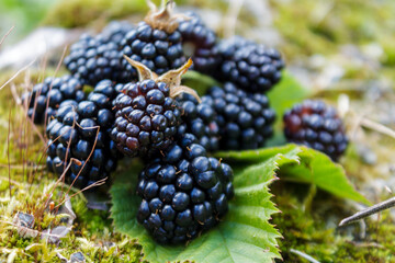 Black raspberry close-up