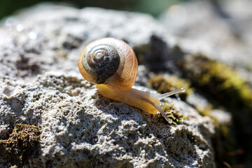 Beautiful snail with shell