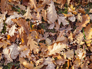 fallen autumn leaves
