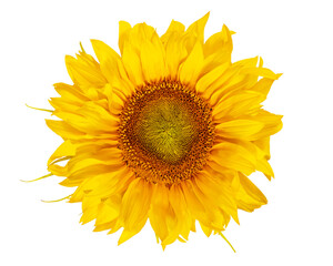 Obraz premium sunflower png, flower on transparent background
