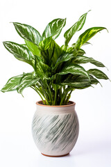 Chinese evergreen in ceramic pot isolated on white background