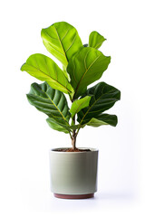 Fiddle Leaf fig in ceramic pot isoalted on white background