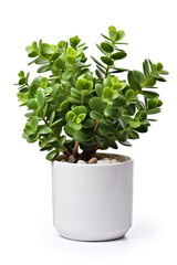 Jade Plant in ceramic pot isolated on white background