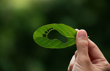 Hand of human is holding green leaf with carbon footprint, renewable energy carbon and business...