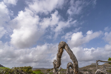 Fototapeta premium The picturesque Caribbean sky with mystical tree
