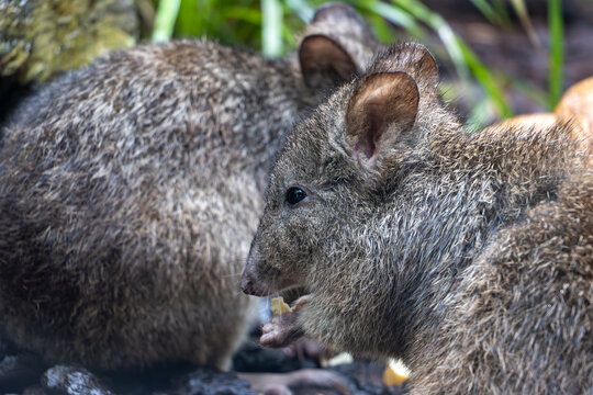 A pair of Long-nosed potoroo Potorous tridactylus in a grass