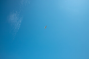 Solitude in flight: Distant seagull gracefully soars against a backdrop of clear blue sky.