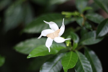 Fototapeta premium white magnolia flower
