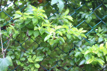 green leaves in the garden