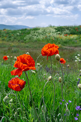Flowers Red poppies bloom on a wild field. Beautiful field red poppies with selective focus.