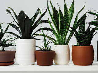 plants in a pot on a white shelf