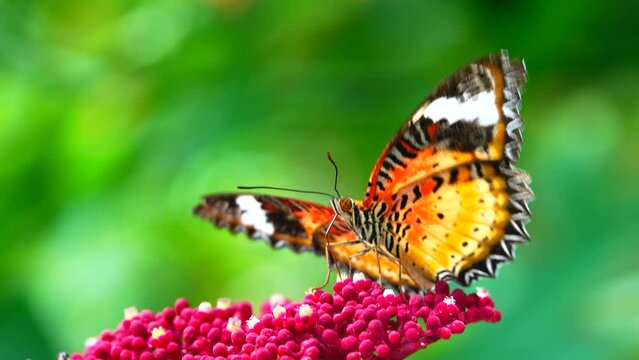 4K Thai butterfly in garden garden summer flower and butterfly flower butterfly flower butterfly