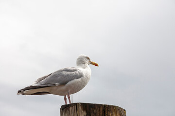 Silbermöwe (Larus argentatus)