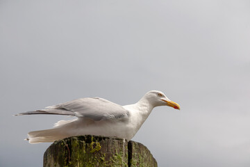 Silbermöwe (Larus argentatus)