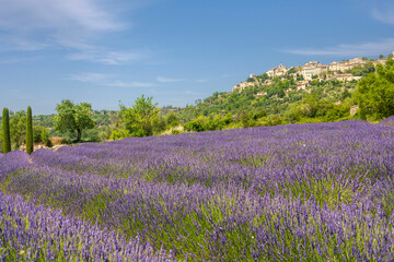 Lavendelfeld, Provence