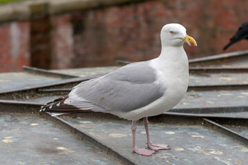 Silbermöwe (Larus argentatus)
