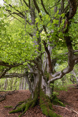 Old tree in Albstadt Germany