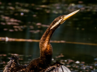 Australian Darter in Queensland Australia