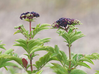 Dwarf elderberry plant with ripe fruits, Sambucus ebulus