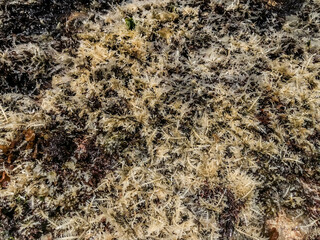 texture of white seaweed jelly