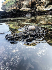 sea urchin shell close-up on the rock at seashore