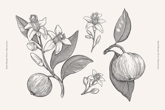 Flowers and fruit of scented neroli in engraving style. Fragrant tropical plant. Botanical vector illustration for floral design in perfumery and cosmetology.