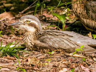 Bush Stone Curlew / Thick Knee in Queensland Australia